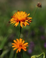 Blühende Alpenblume auf einer Sommerwiese.